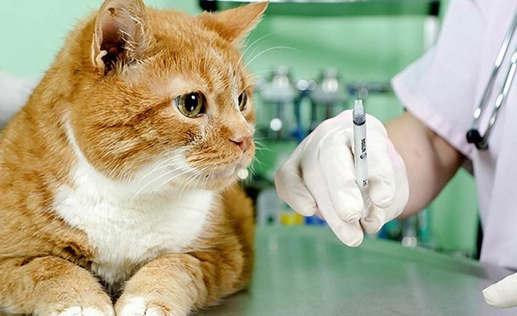 Impfstoff für die Katze