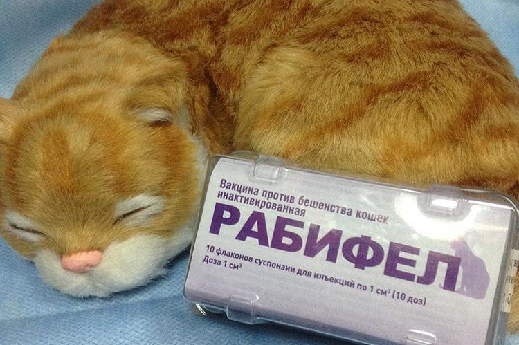 Rabifel für Katzen