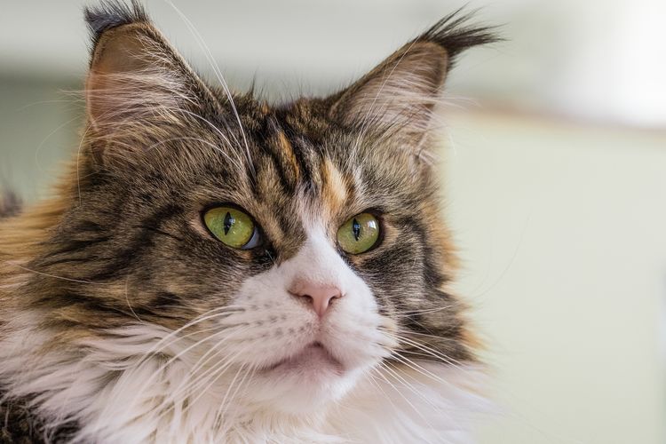 Maine-Coon