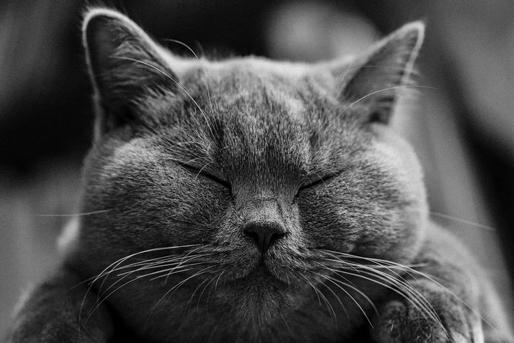 Gato dormitando