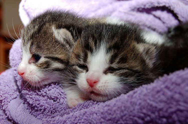 Gatitos recién nacidos