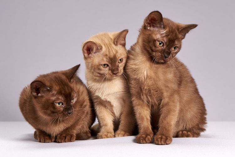 Gatitos