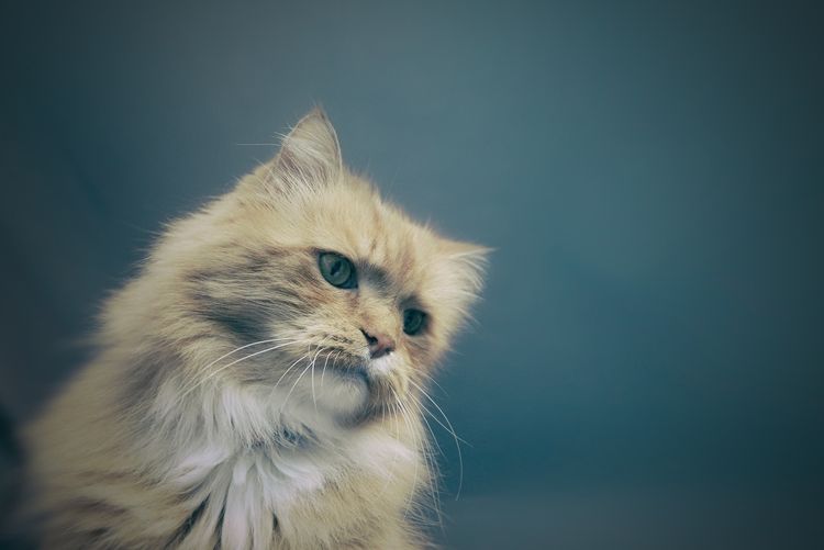 Gato peludo