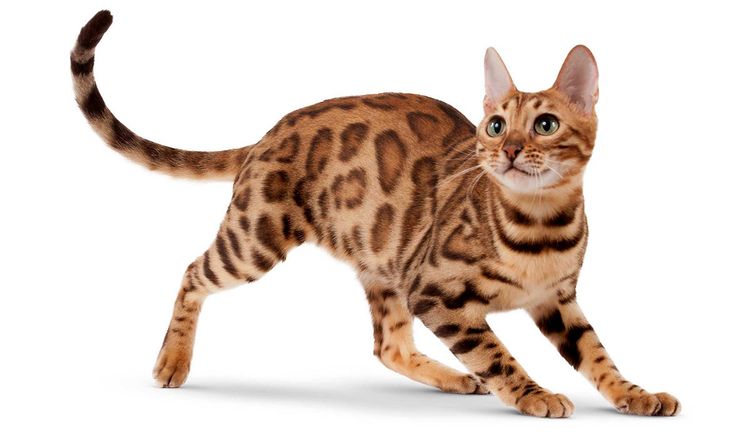 Gato bengalí
