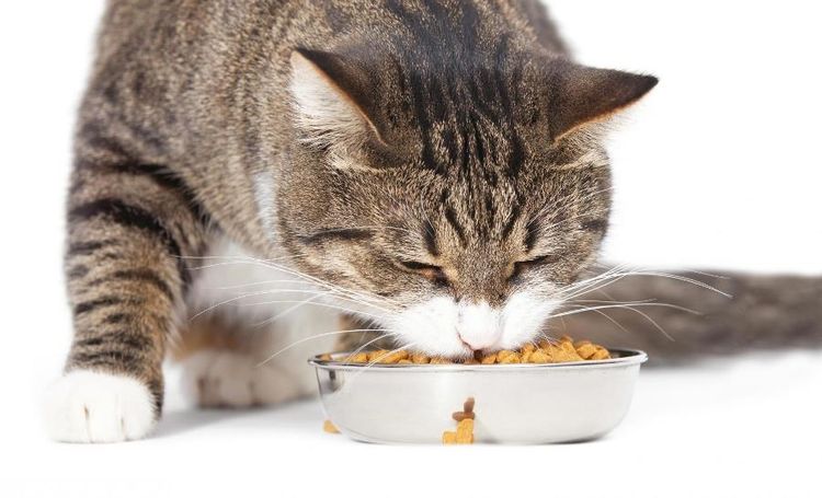 El gato come alimento