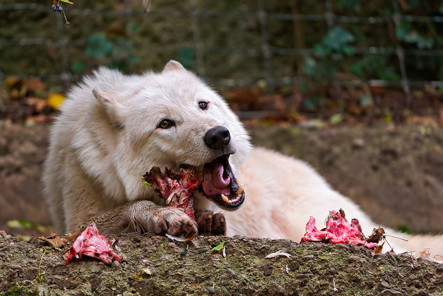 El lobo come carne cruda