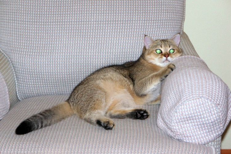 Katze schaut fern