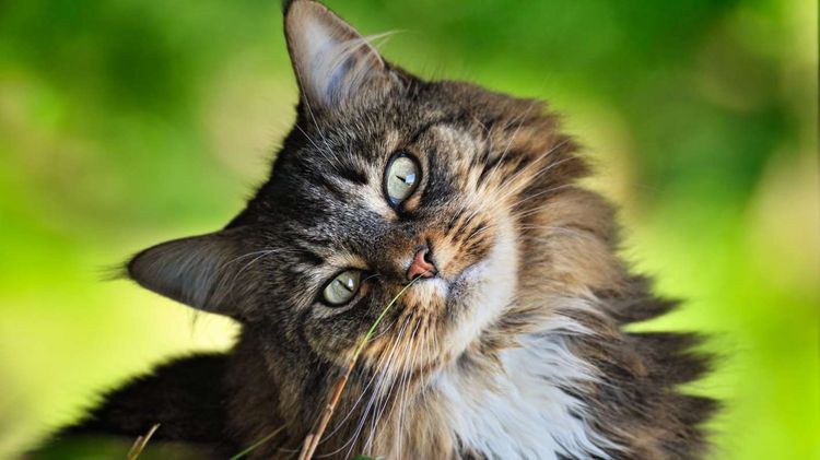 Schöner Kater