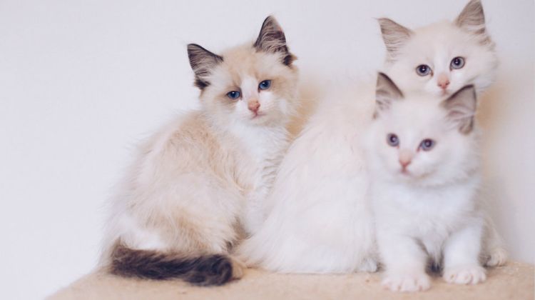 Lindos gatitos