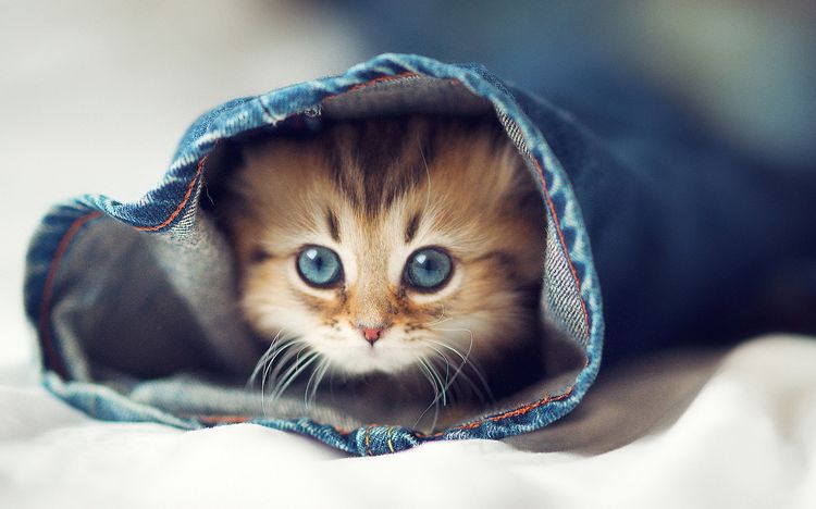 Gatito en la pernera