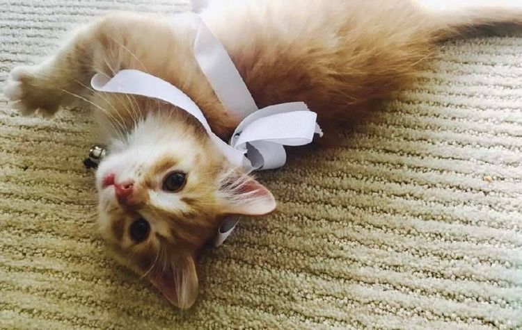 Gatito con lazo