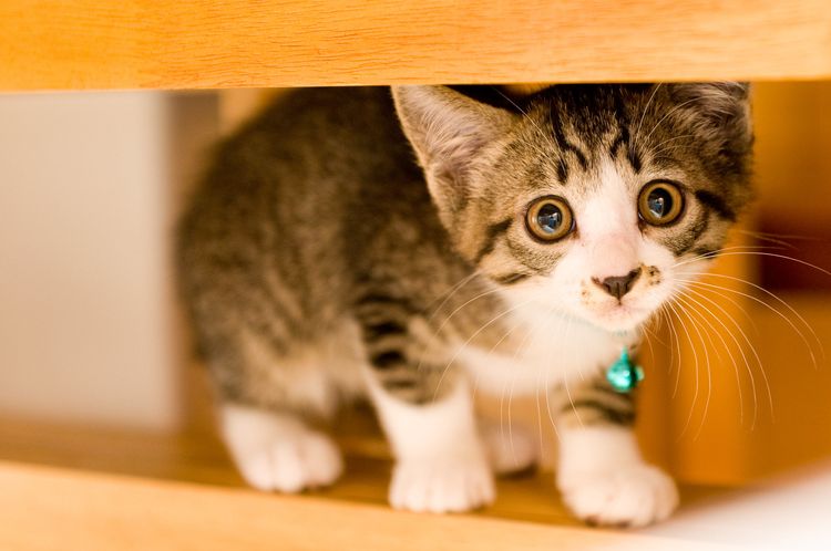 El gatito se esconde