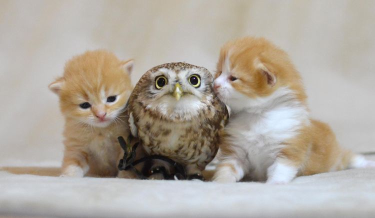 Dos gatitos y un búho