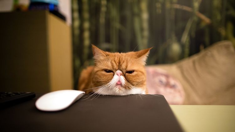 Gato gordo
