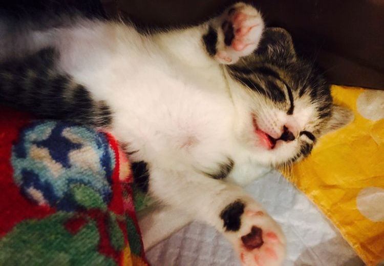 El gatito duerme