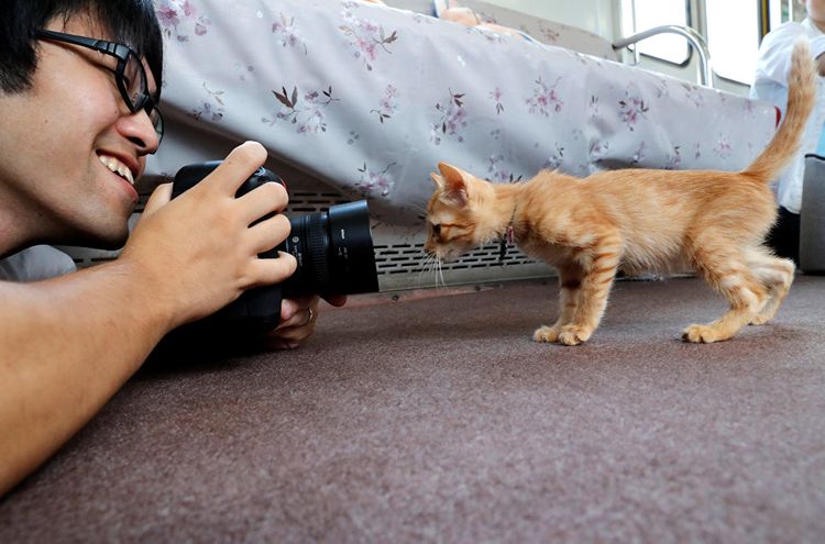 Nombres japoneses para gatos