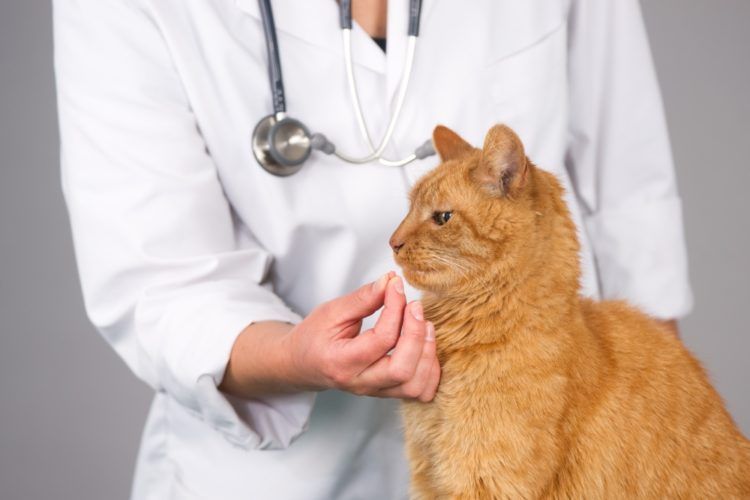 Examen del gato por parte del veterinario