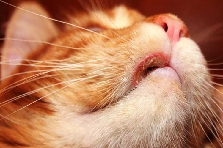 Úlcera en el labio del gato