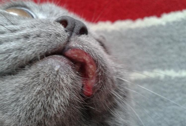 Llaga en el labio del gato