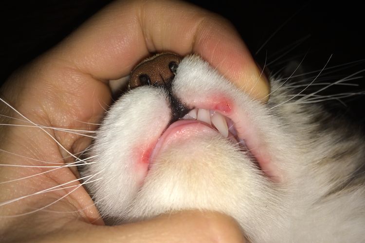 Úlcera en el labio del gato
