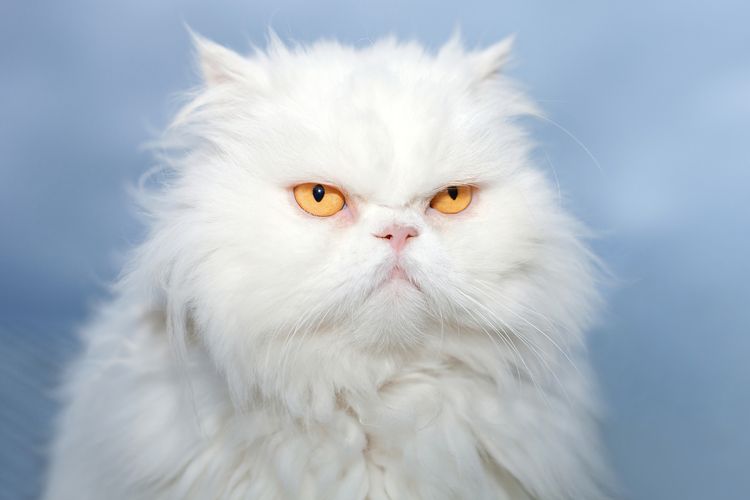 Gato enfadado