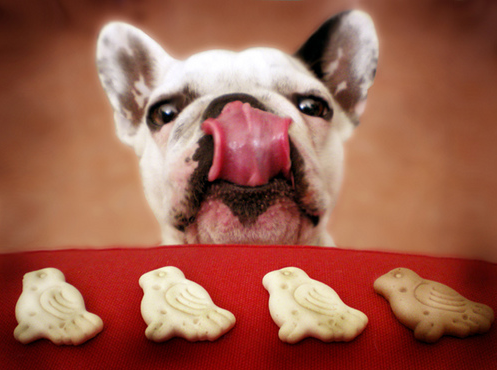 Alimentación saludable y sabrosa para el perro