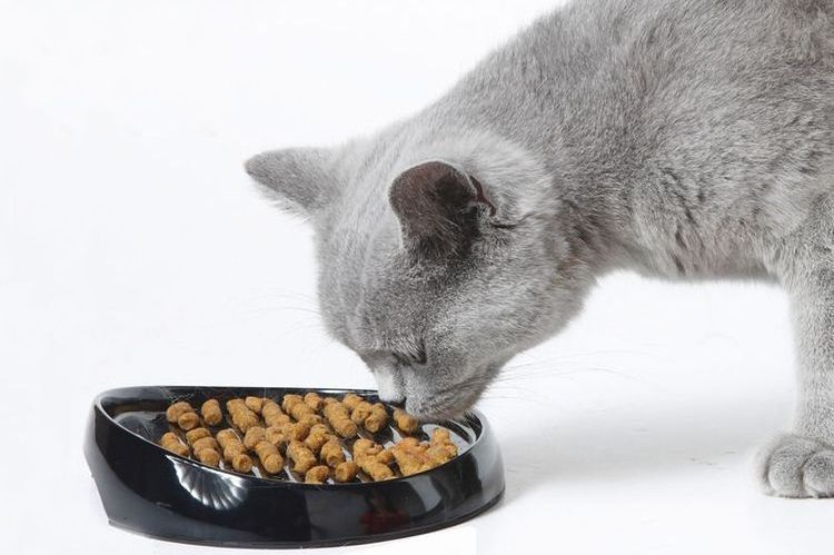 Die Katze frisst