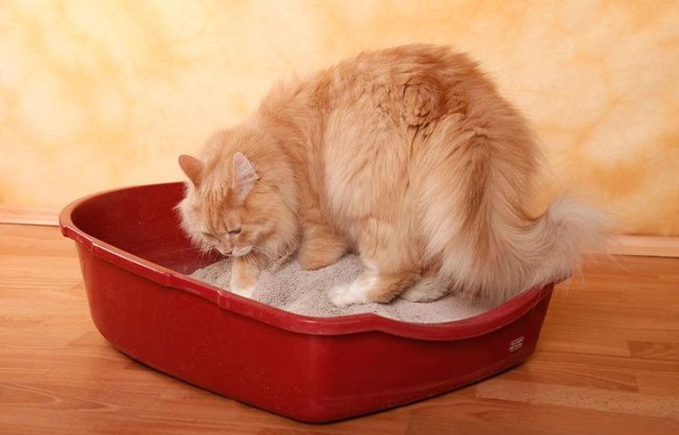 Flauschiger Kater in der Katzentoilette mit Einstreu