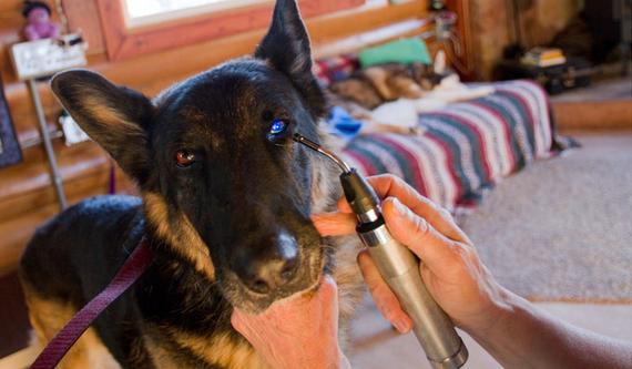 tratamiento de perro con conjuntivitis