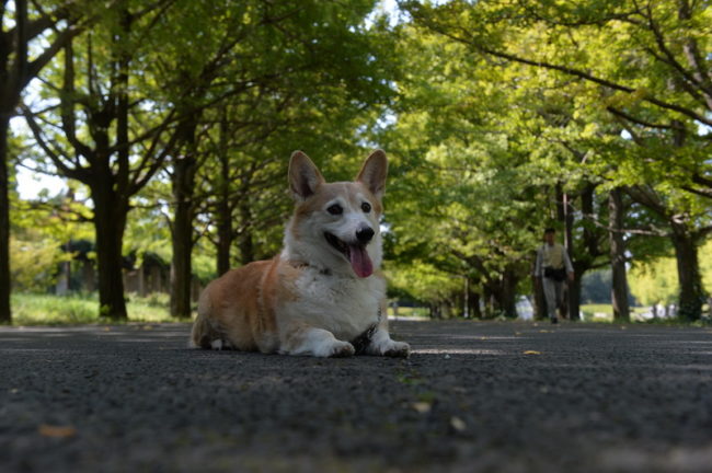 Raza de perro Welsh Corgi Pembroke