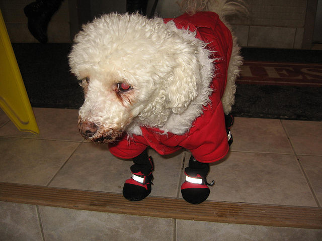 conjuntivitis en perro