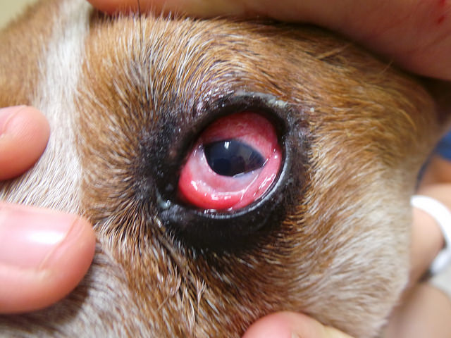 conjuntivitis en perro en la foto