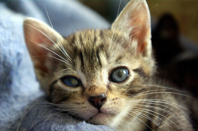 queratitis en un gatito