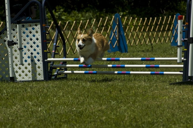 el welsh corgi se presta al adiestramiento