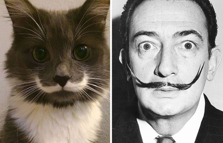 Gato parecido a Salvador Dalí
