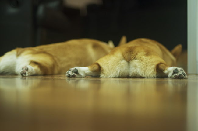 Vista trasera del Welsh Corgi