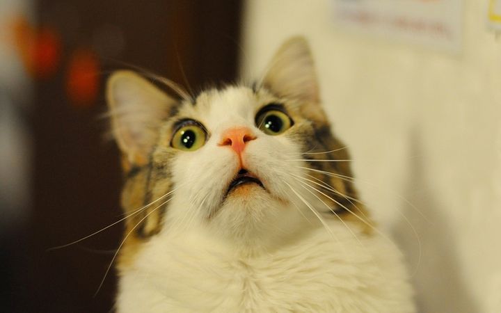 El gato está sorprendido