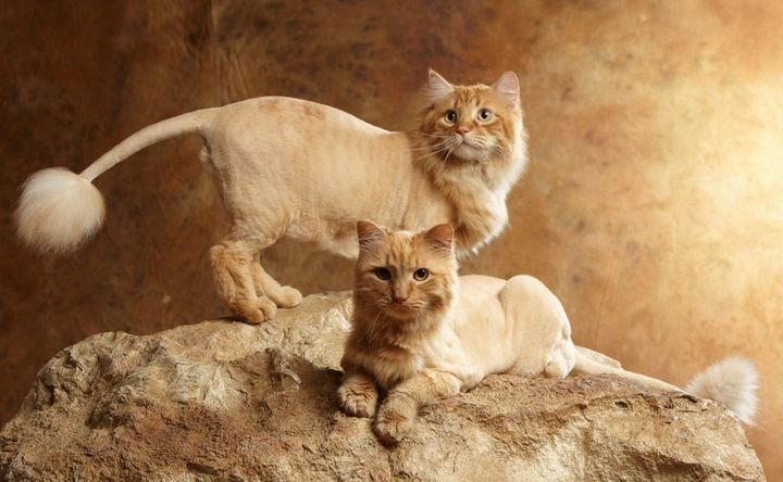 Corte de pelo del gato