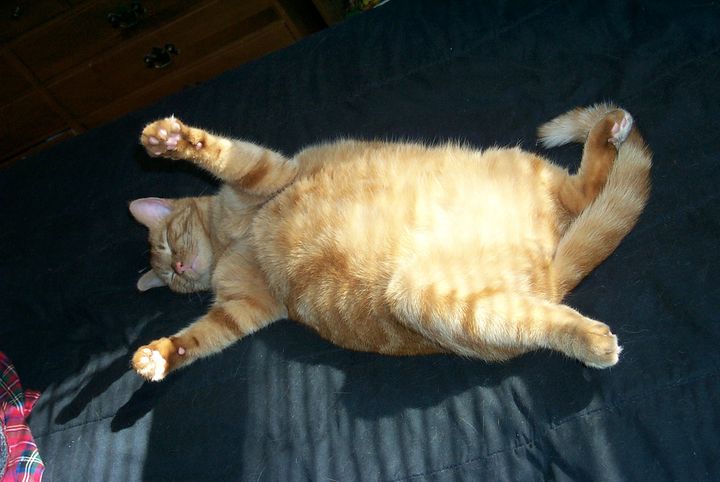 Gato gordo