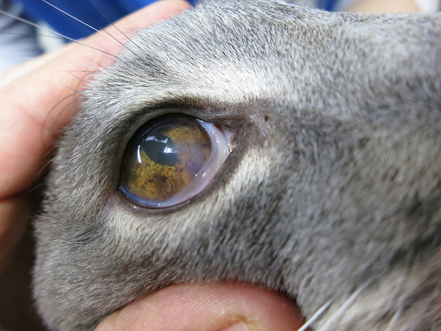 queratitis en gatos