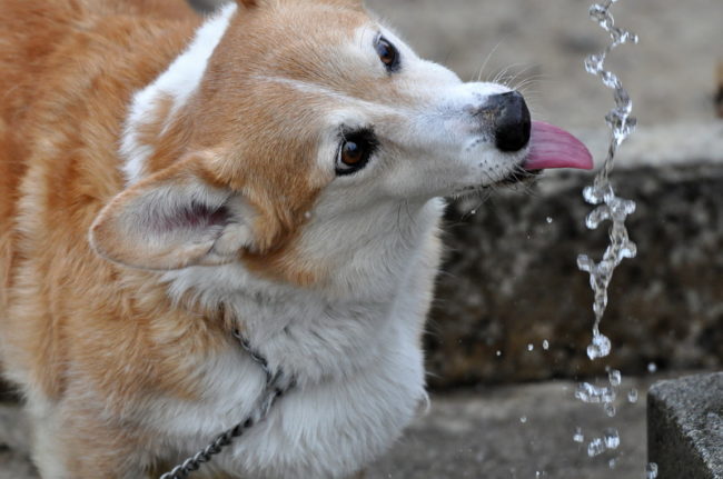Corgi bebiendo agua