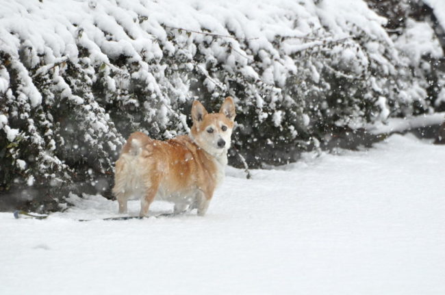 Welsh Corgi en la nieve