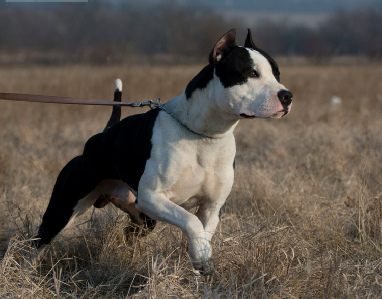 perro de raza Amstaff