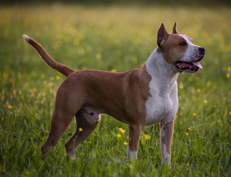 Raza de perro Amstaff