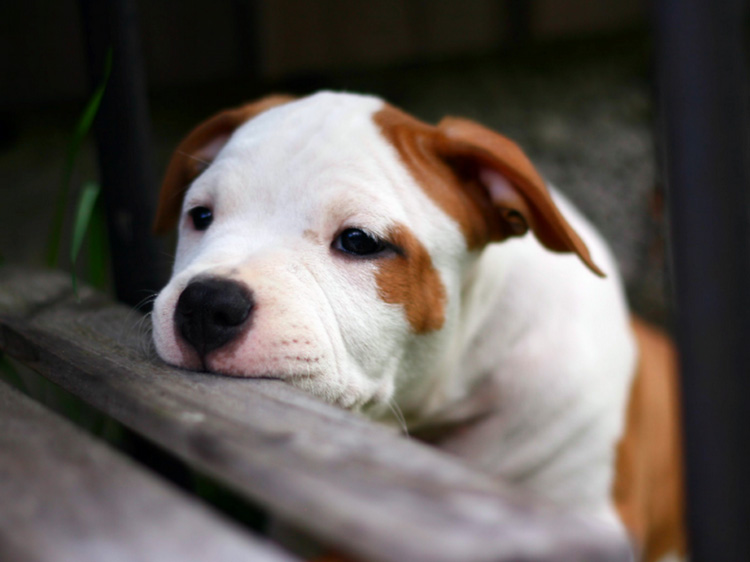 Cachorro Amstaff