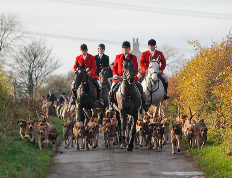 caza tradicional con foxhound