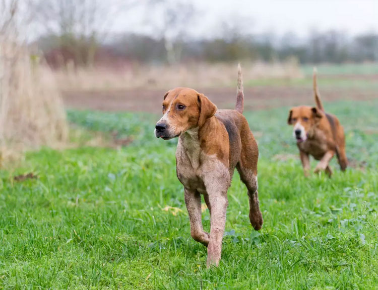 perros de raza foxhound inglés