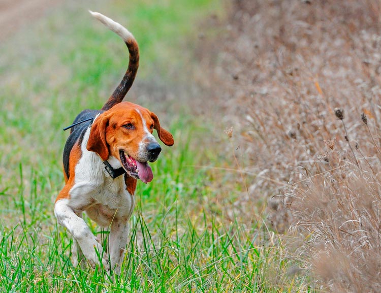 foto de foxhound inglés