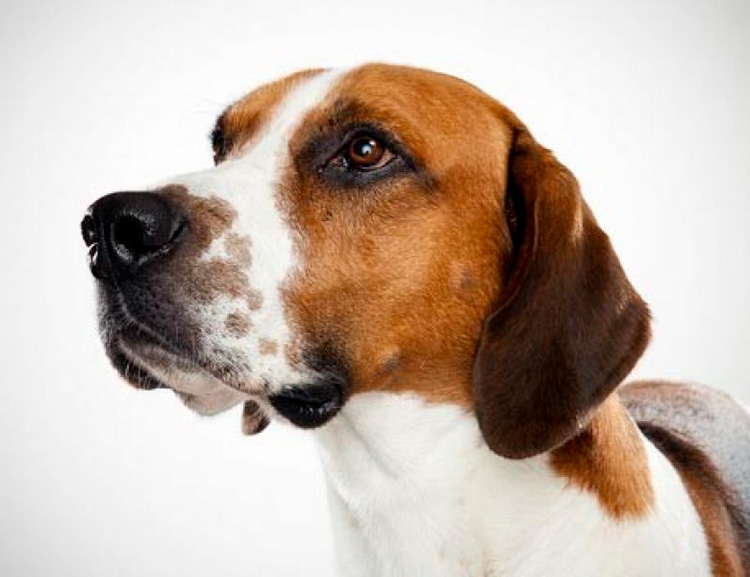 foxhound inglés hocico