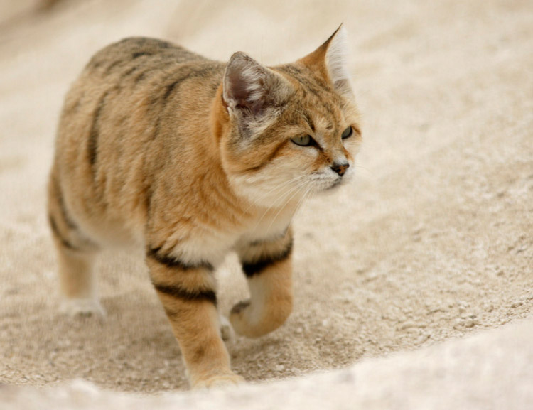 Gato de las dunas o gato estepario